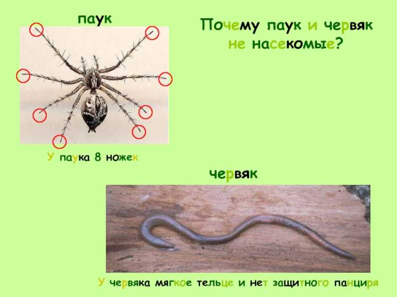 Паук насекомое или нет. Черви это насекомые или нет. Черви относятся к насекомым или нет.