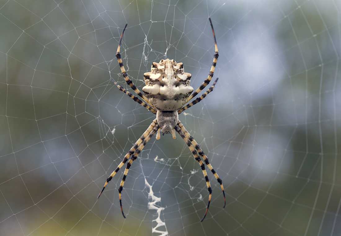 Паук кругопряд: рогатый или шипастый паук — где обитает и чем опасен?