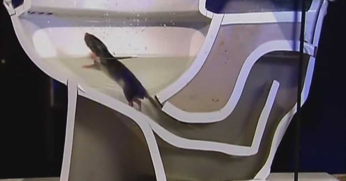 Крысы в канализации - как крыса попадает в квартиру из унитаза: как предотвратить проникновение