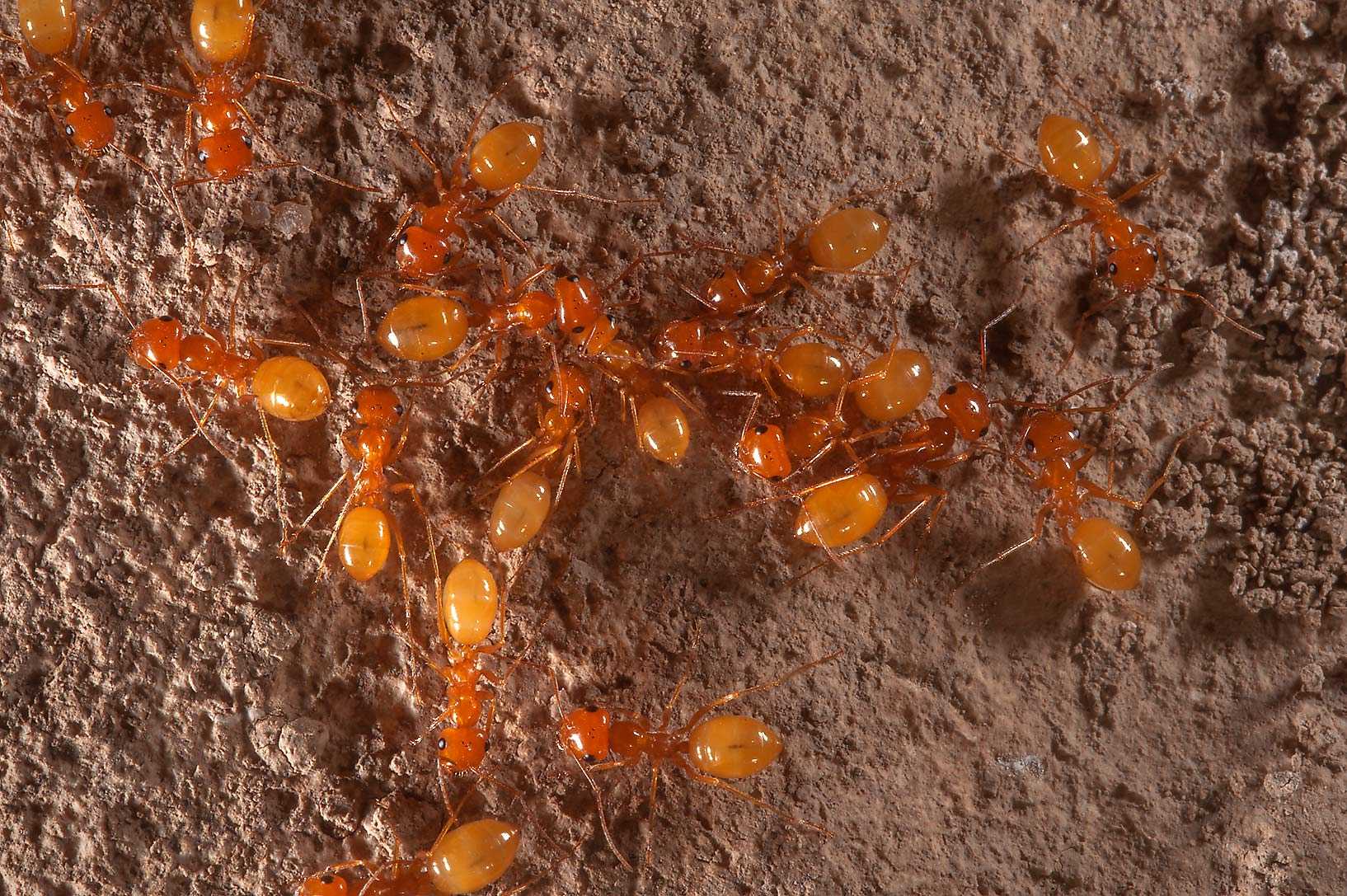 Рыжие муравьи. Оранжевые муравьи. Маленькие оранжевые муравьи. Маленькие рыжие муравьи. Ярко рыжие муравьи.