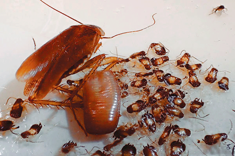Как размножаются тараканы в квартире: фото яиц, беременного насекомого и личинок, жизненный цикл