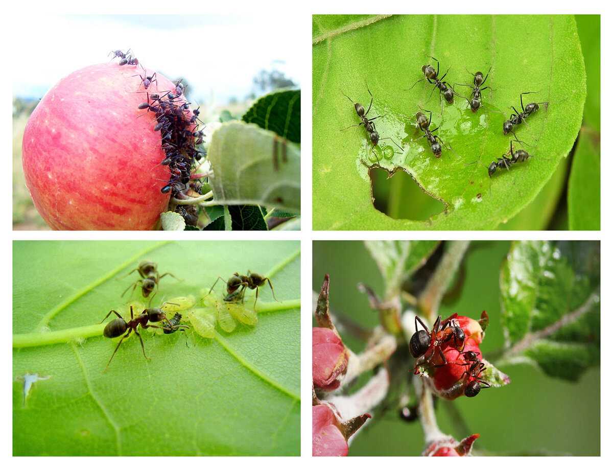 Способы борьбы с тлей на плодовых деревьях (яблоне, cливе, вишне): чем и как можно избавиться