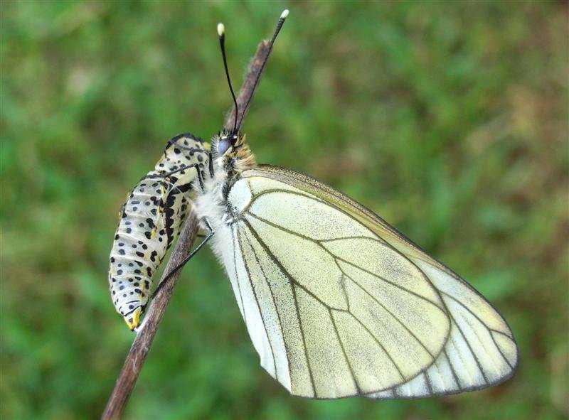 Боярышница: бабочка-вредитель, фото и описание selo.guru — интернет портал о сельском хозяйстве