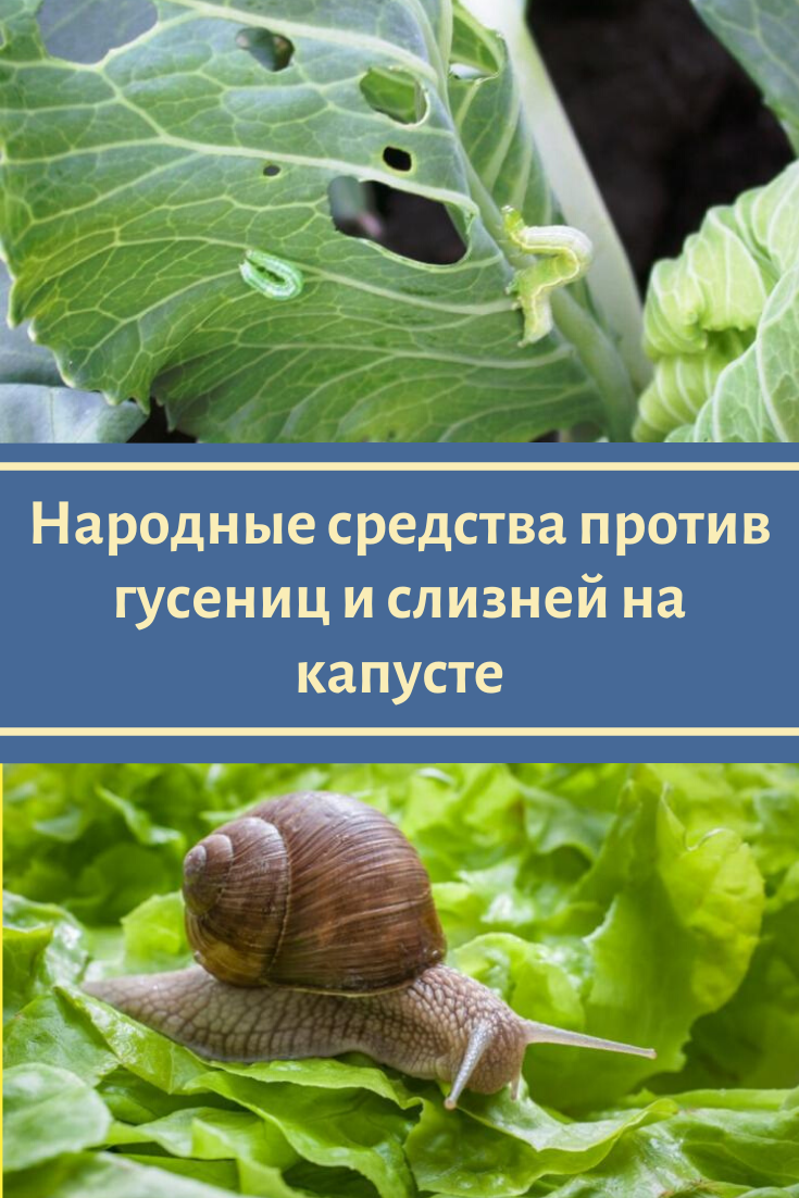 Как убрать пень и уничтожить корневище без корчевания: способы химического удаления деревьев и пеньков при помощи селитры, мочевины и других реагентов