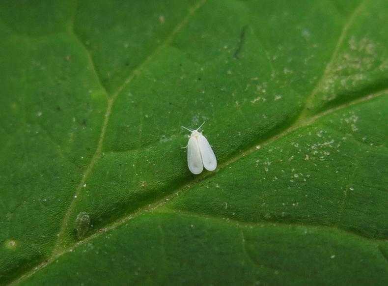 Белокрылка — как избавиться от вредителя на огороде и в теплице