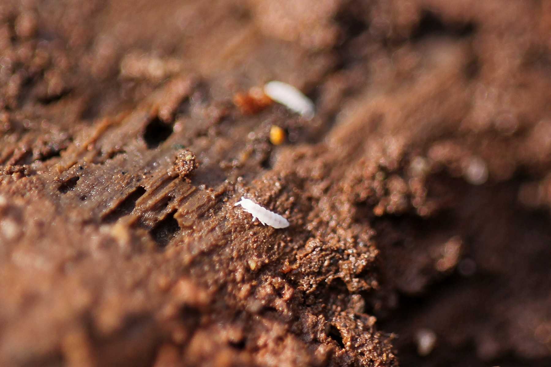 насекомые в земле фото