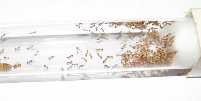 Как избавиться в квартире от рыжих муравьев
