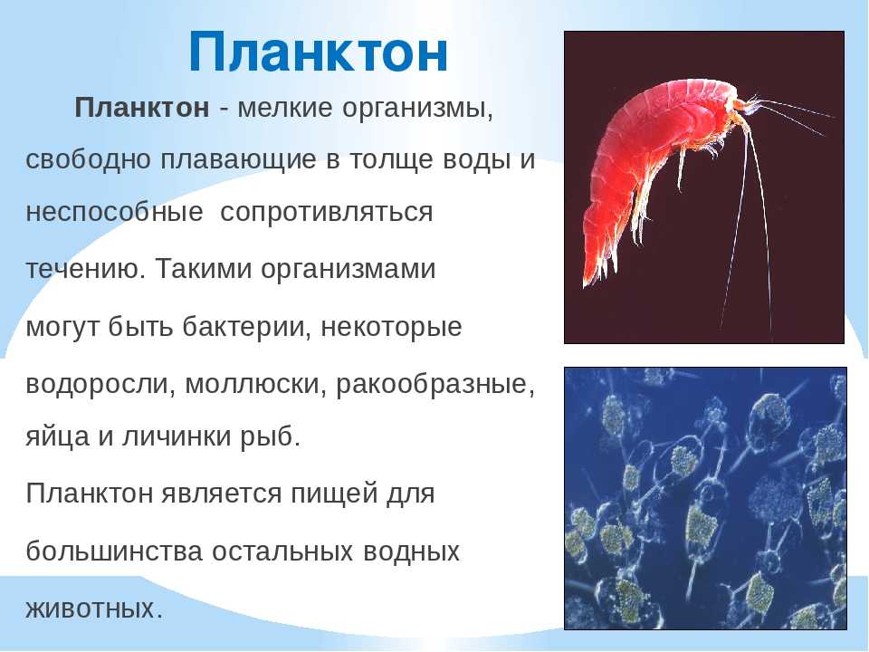 Дафния рачок. образ жизни и среда обитания дафнии