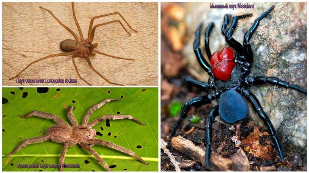 Топ-10 самых больших пауков в мире!