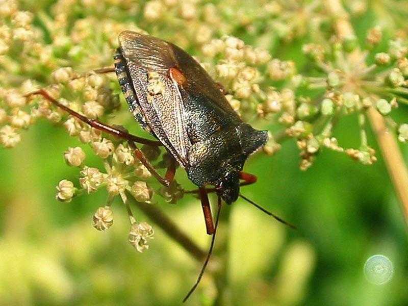 8 клоп. Жук клоп огородный. Hemiptera, Pentatomidae. Триатомовые клопы.