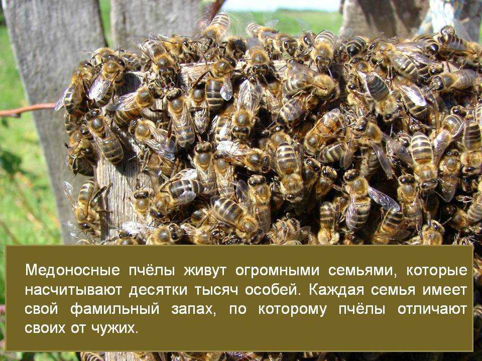 Как избавиться от пчел плотников: 11 шагов