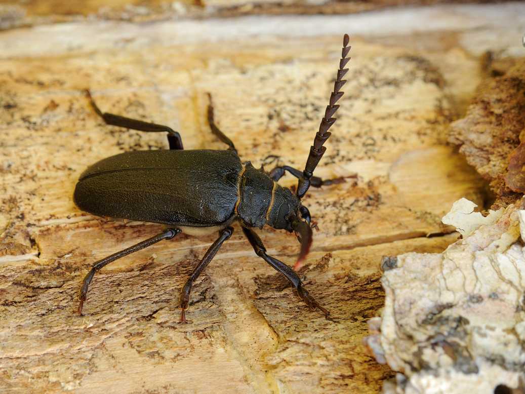 Acanthocinus aedilis: внешний вид и жизненный цикл насекомого