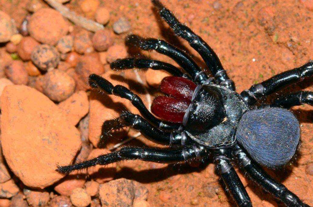 Желтый паук сак (хейракантиум): фото и образ жизни ядовитого паука