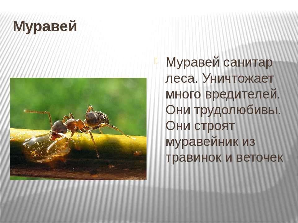 Какую пользу приносят муравьи лесу и людям?