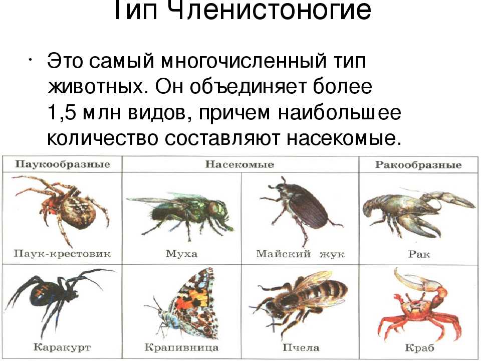 К какому типу относят насекомых. Тип Членистоногие класс насекомые 7 класс биология. Представители членистоногих 7 класс биология. Членистоногие 5 класс биология. Тип Членистоногие представители.