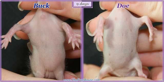Маленькие крысята: фото новорождённых детёнышей, как выглядят декоративные крысёныши, когда и на какой день открывают глаза, как растут по дням