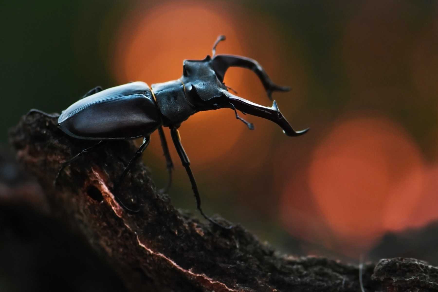 Черные жуки усачи – опасные вредители хвои