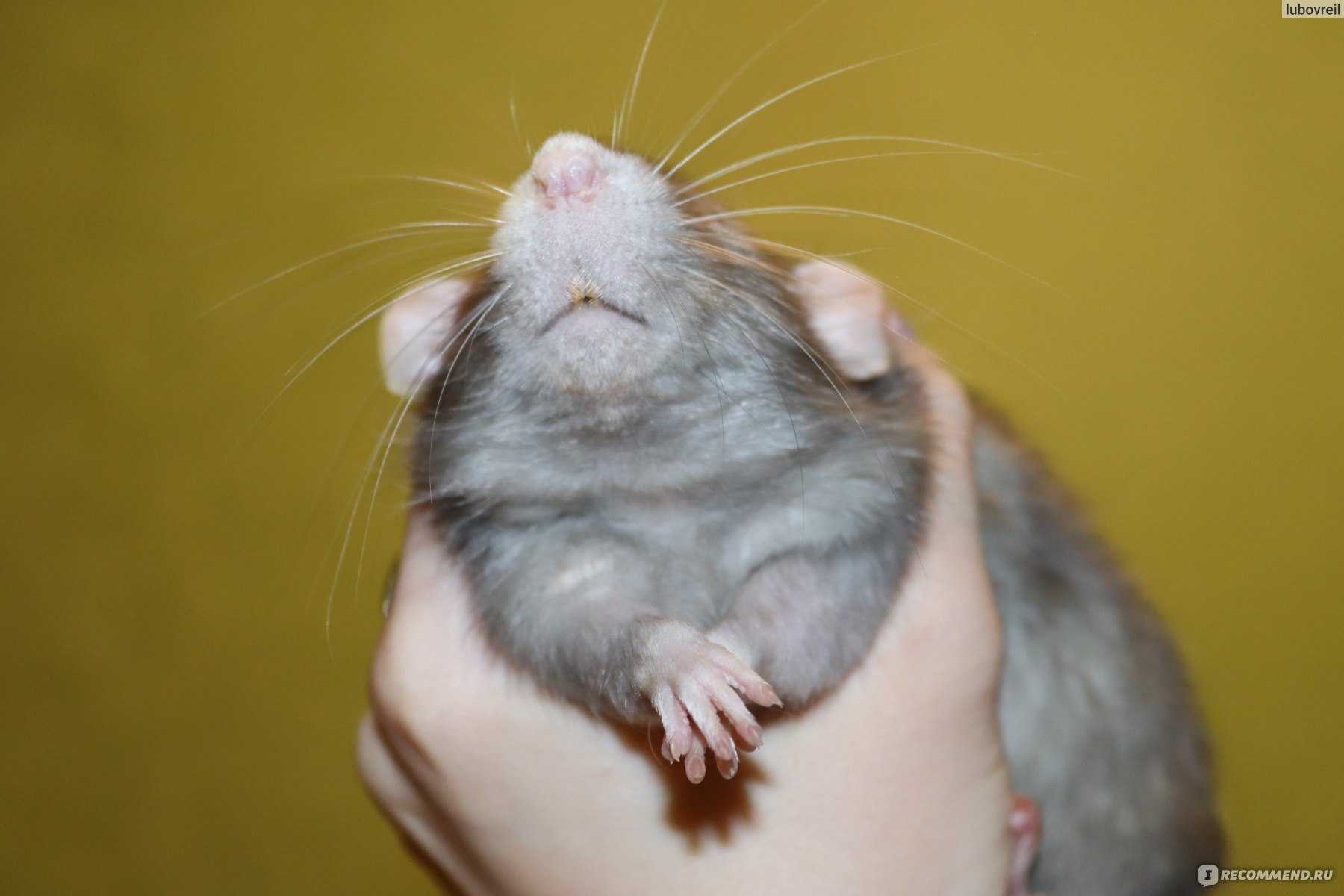 Крысиные блохи в квартире: как избавиться