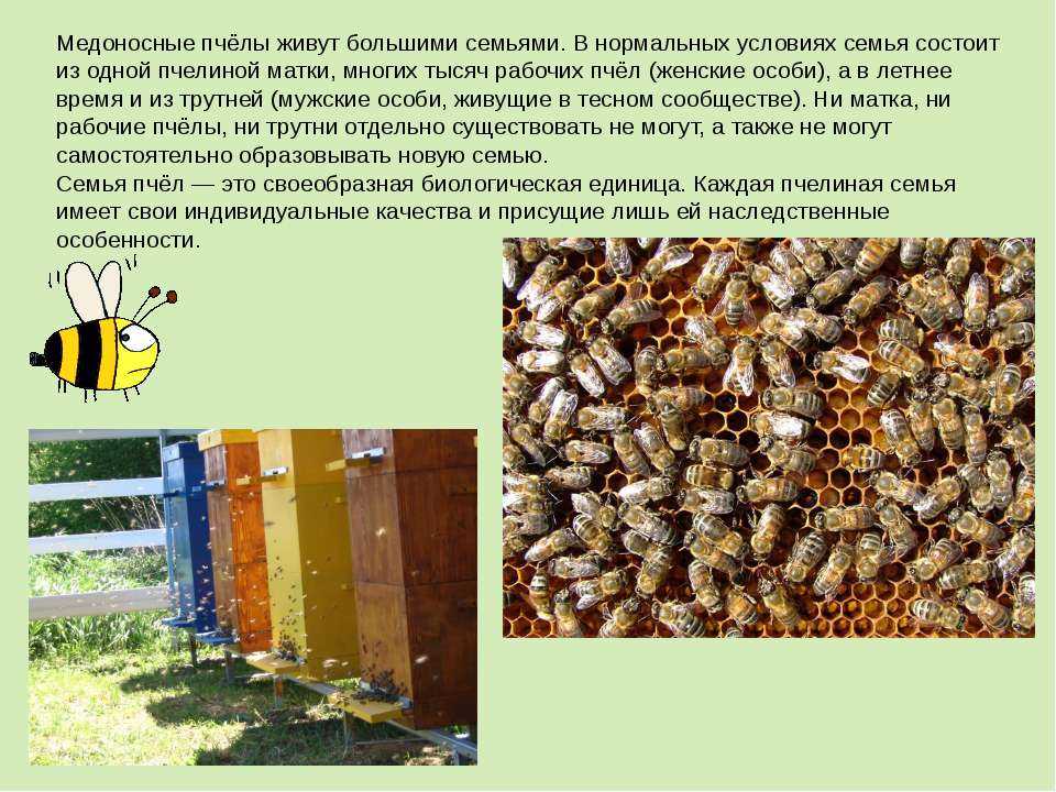 Продолжительность жизни пчел