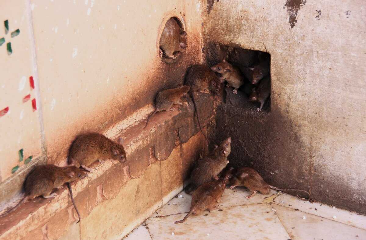 Запах домашних крыс: воняют ли декоративные питомцы, почему воняют и как сделать, чтобы резко не пахли самцы