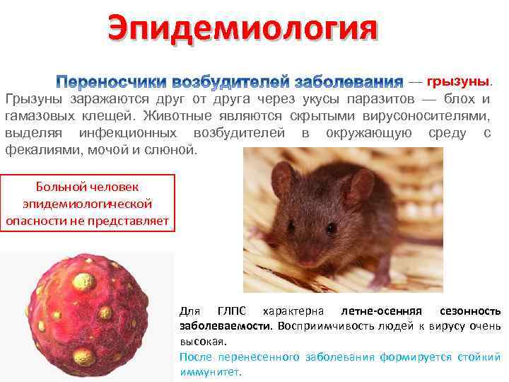 Что делать если укусила мышь, симптомы и последствия укуса