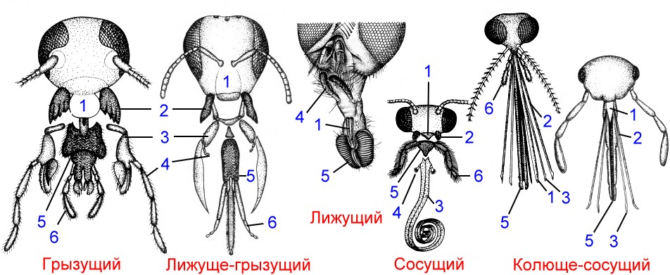 Схема ротовых аппаратов насекомых