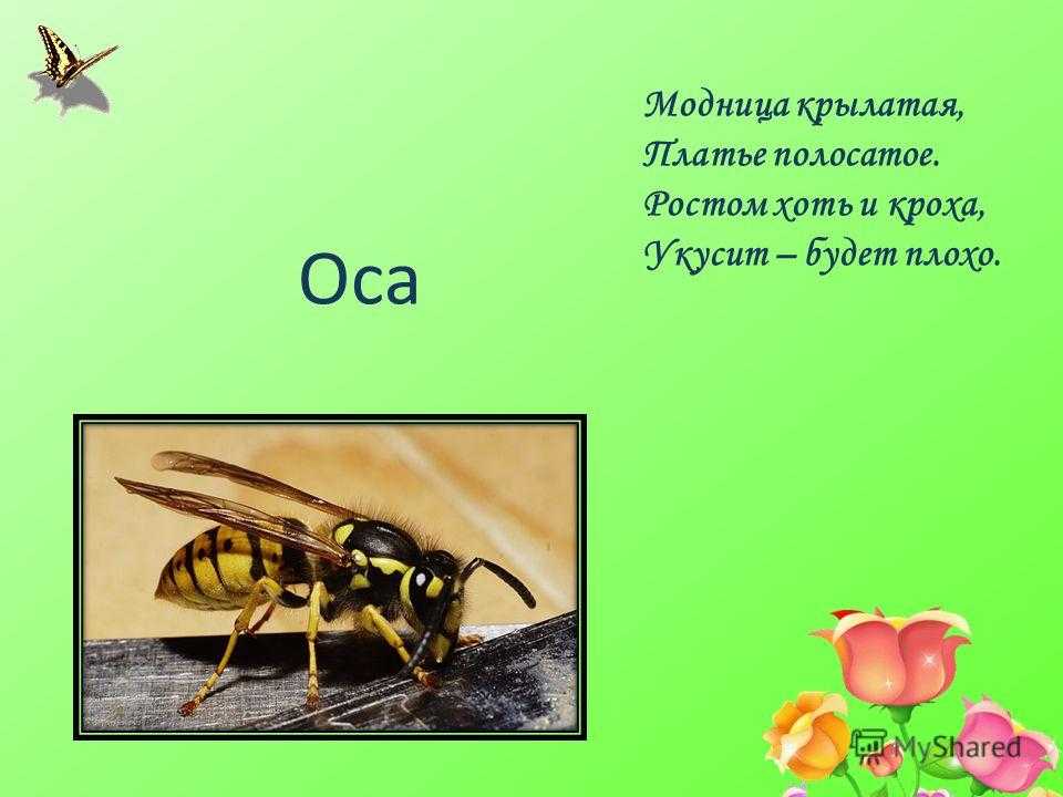 Загадки про насекомых для дошкольников. Загадка про осу. Загадки про насекомых для детей. Загадка про осу для детей.