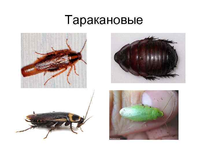 Почему таракана назвали тараканом. Отряд Таракановые черный таракан. Отряд Таракановые представители. Отряд насекомых Таракановые представители. Отряд тараканы представители.