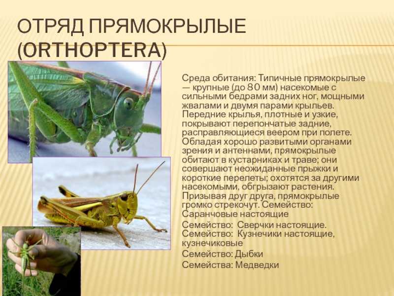Саранча — самый опасный вредитель мира растений