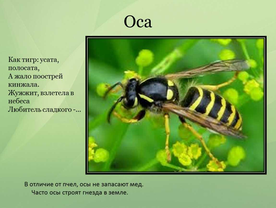 Осы предложение. Оса описание. Доклад про осу. Оса для презентации. Оса описание для детей.