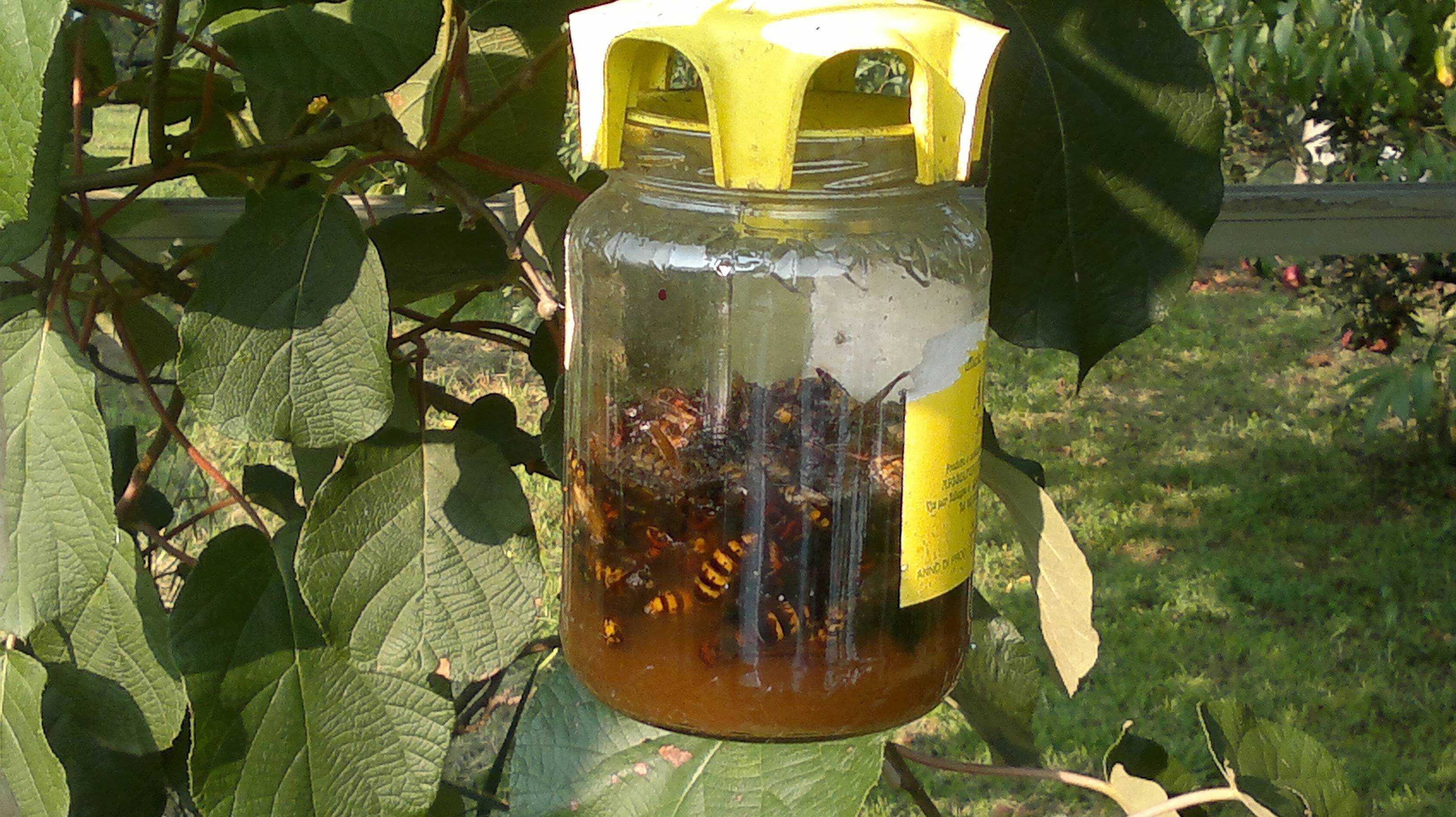 Как избавиться от пчел соседа народными средствами, способы уничтожения улья на соседском участке