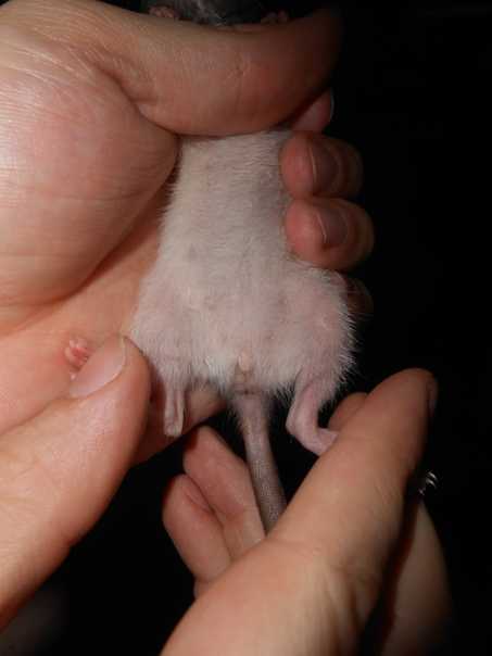 Ранние этапы развития крыс декоративных пород