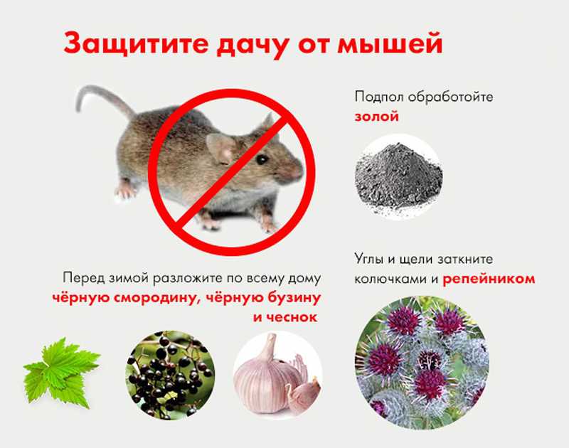 Каких запахов боятся мыши Самые эффективные средства с отпугивающим запахом от вредителей в частном доме, химические жидкости Помогают ли народные методы