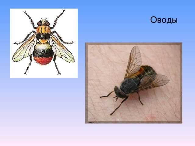 Отличие слепня и овода (фото): в чем разница между насекомыми, чем отличается шершень