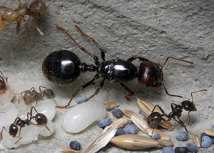 Внешний вид матки домашнего муравья: размеры королевы