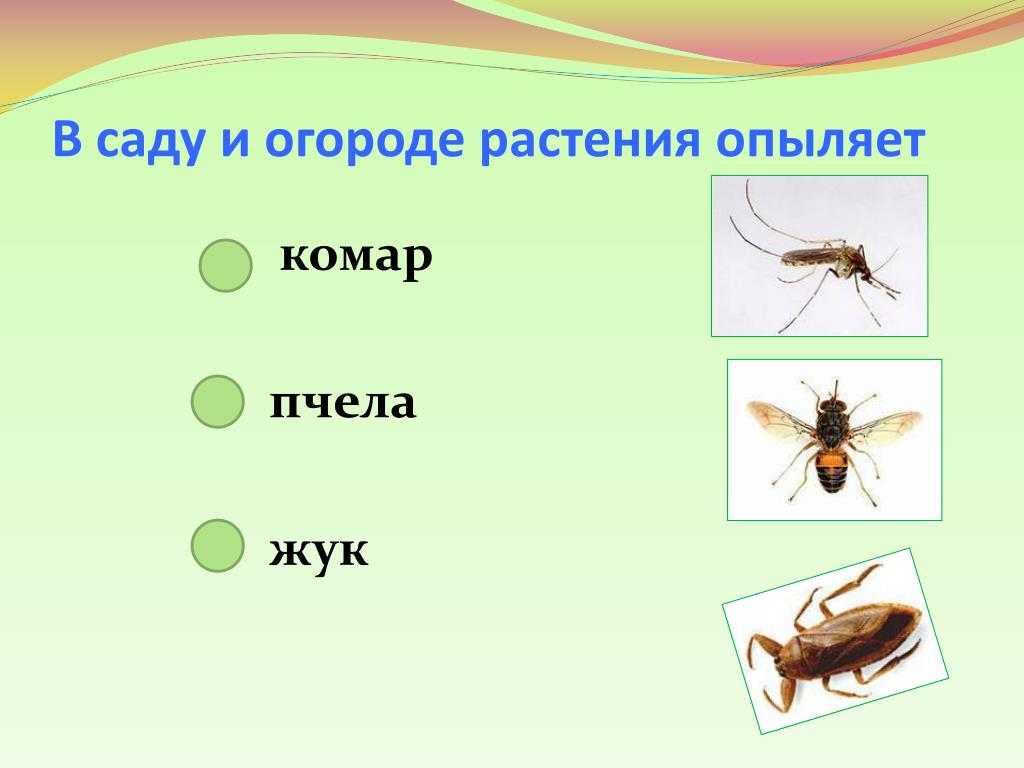 Полезные и вредные насекомые картинки для детей