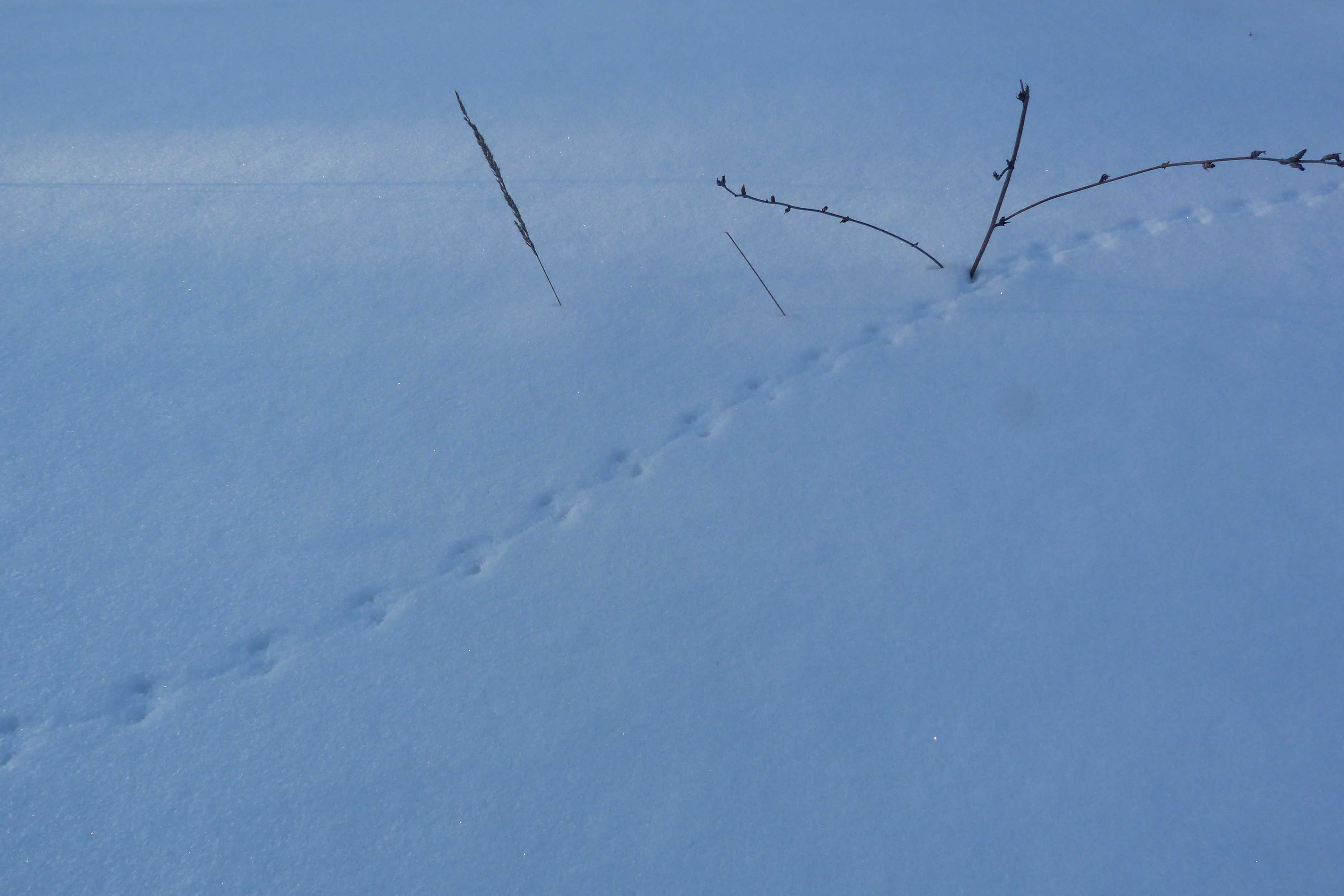 Следы животных на снегу: как их различать? | мамины шпаргалочки