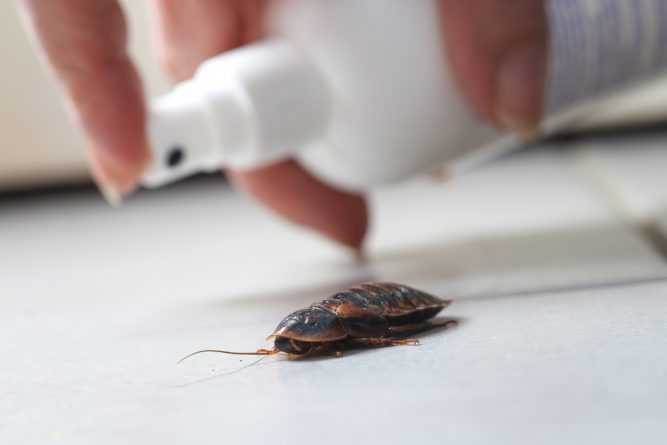 Как называется и лечится фобия боязни насекомых, причины возникновения