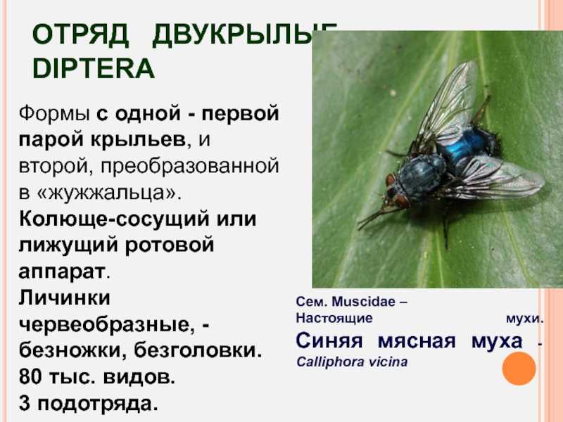 Виды мух: фото, названия и описание