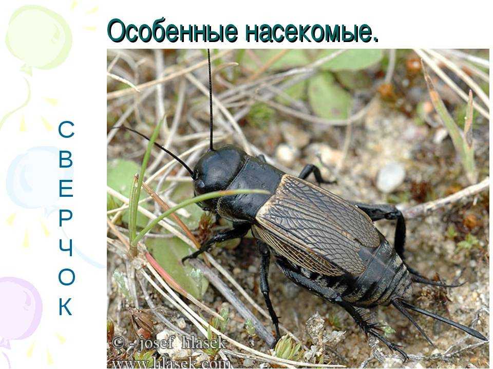 Крымская сколопендра – фото и описание, чем опасна и как избавиться в доме