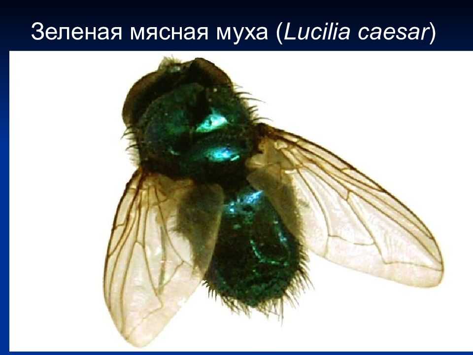 Муха обыкновенная