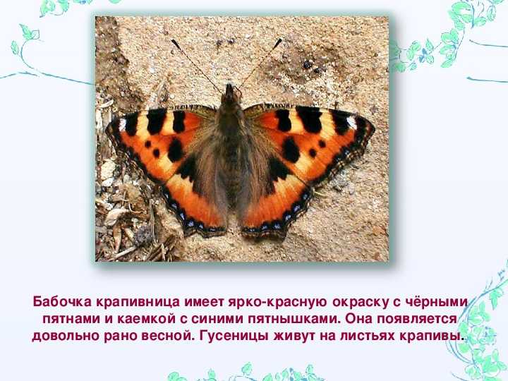 Сделайте описание бабочки крапивницы по следующему плану какую среду обитания освоили крапивница