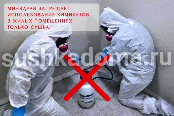 Профилактика и методы борьбы с чёрной плесенью