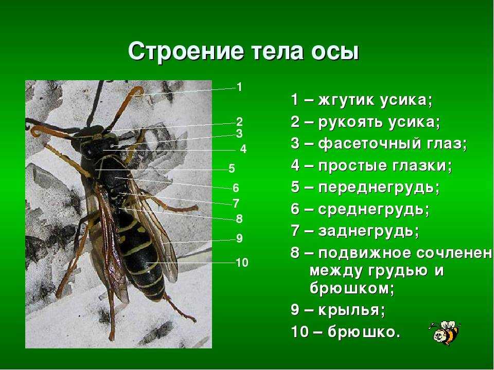 Чем отличаются оса, пчела, шмель, шершень. кто такой шершень обыкновенный: в чем отличие осы от шершня?