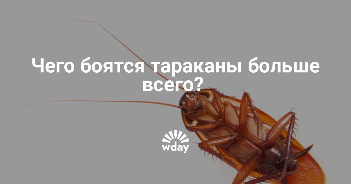 Что боятся тараканы в квартире больше всего?