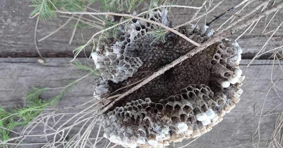 Об осином гнезде: из чего осы делают улей и как найти, сколько их живет внутри