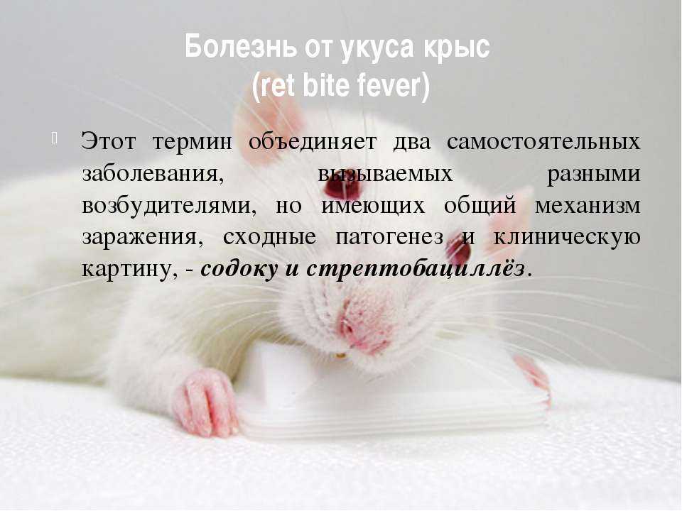 Лихорадка от укуса крыс (содоку) - симптомы болезни, профилактика и лечение лихорадки от укуса крыс (содоку), причины заболевания и его диагностика на eurolab